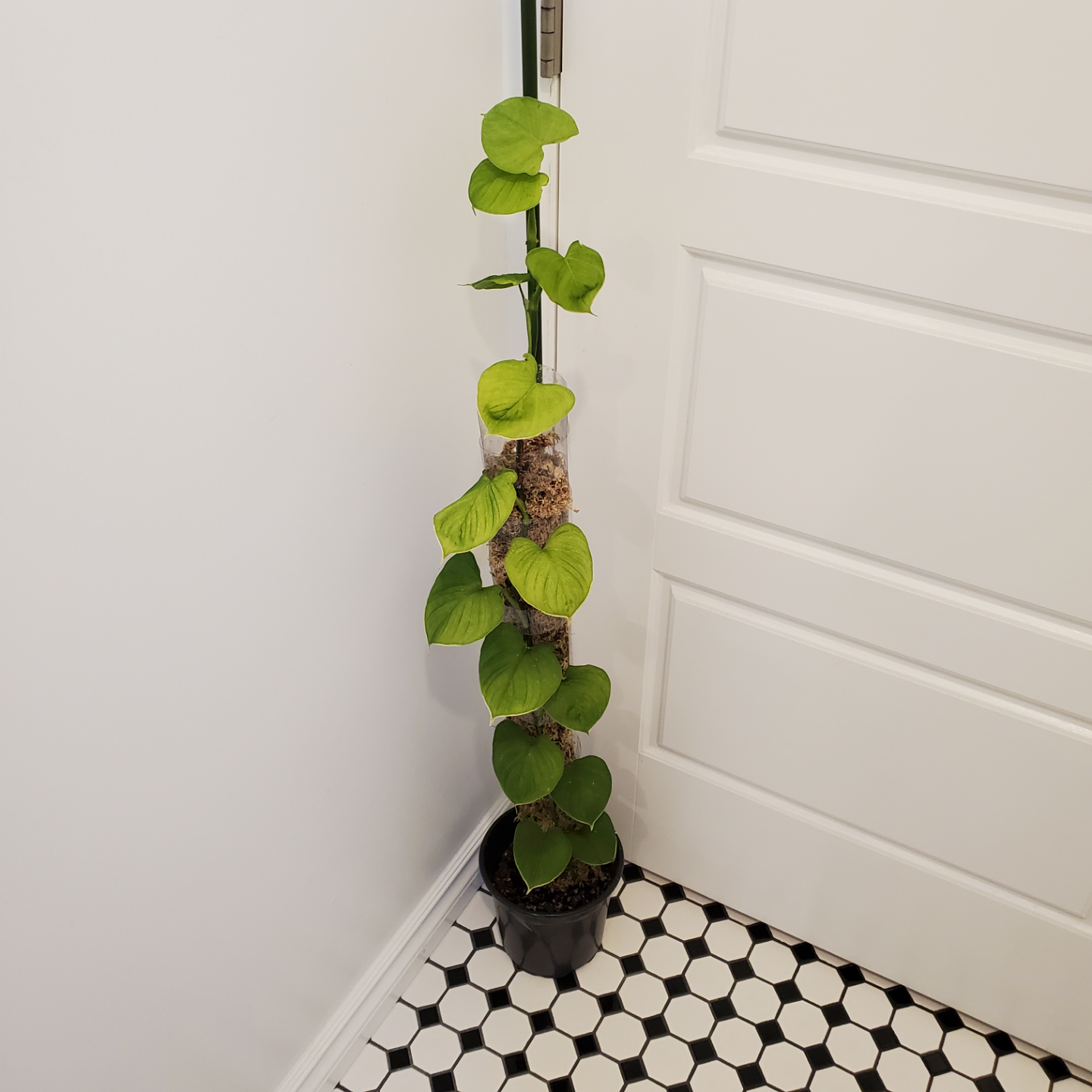 Philodendron Fibraecataphyllum 🧡