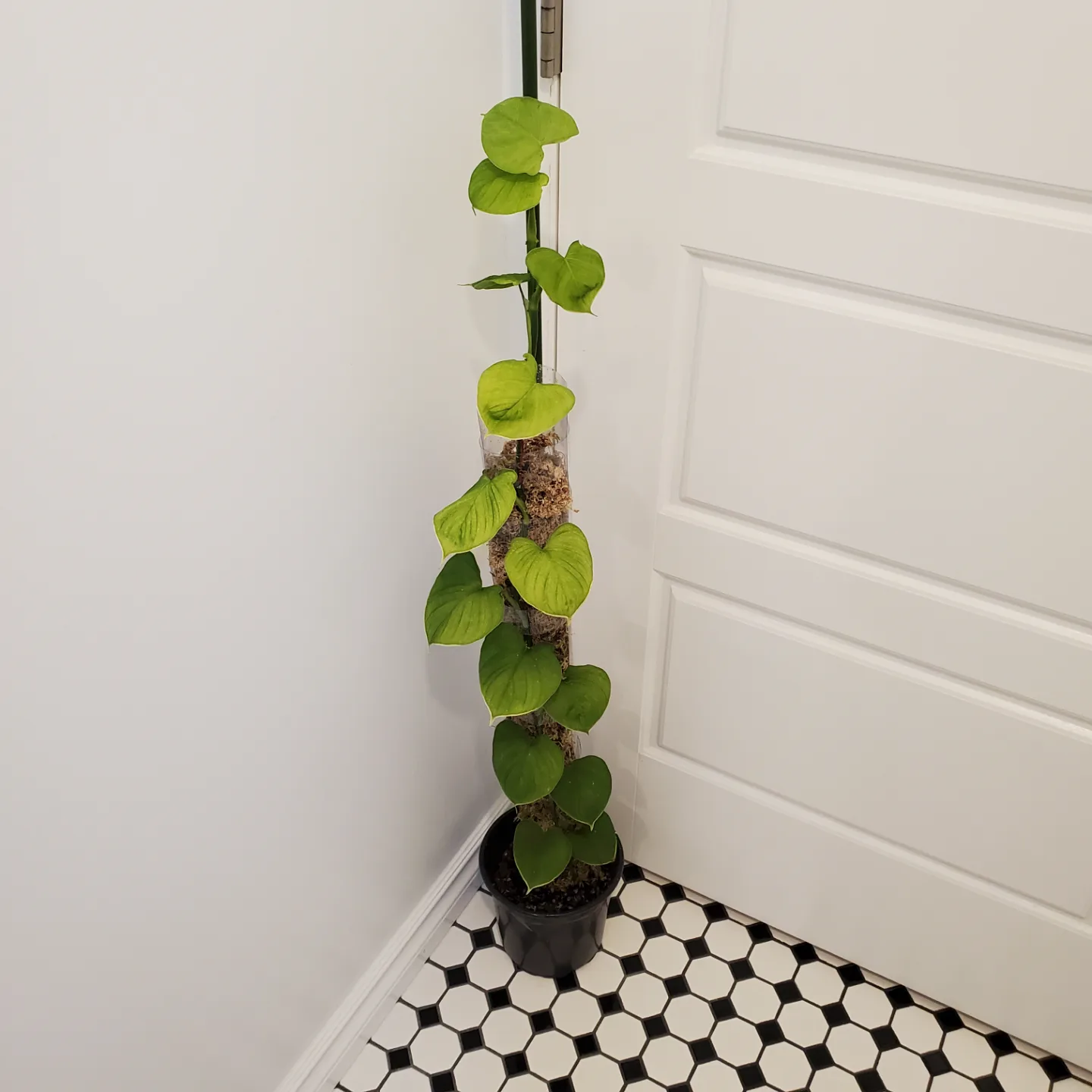 Philodendron Fibraecataphyllum 🧡 thumbnail