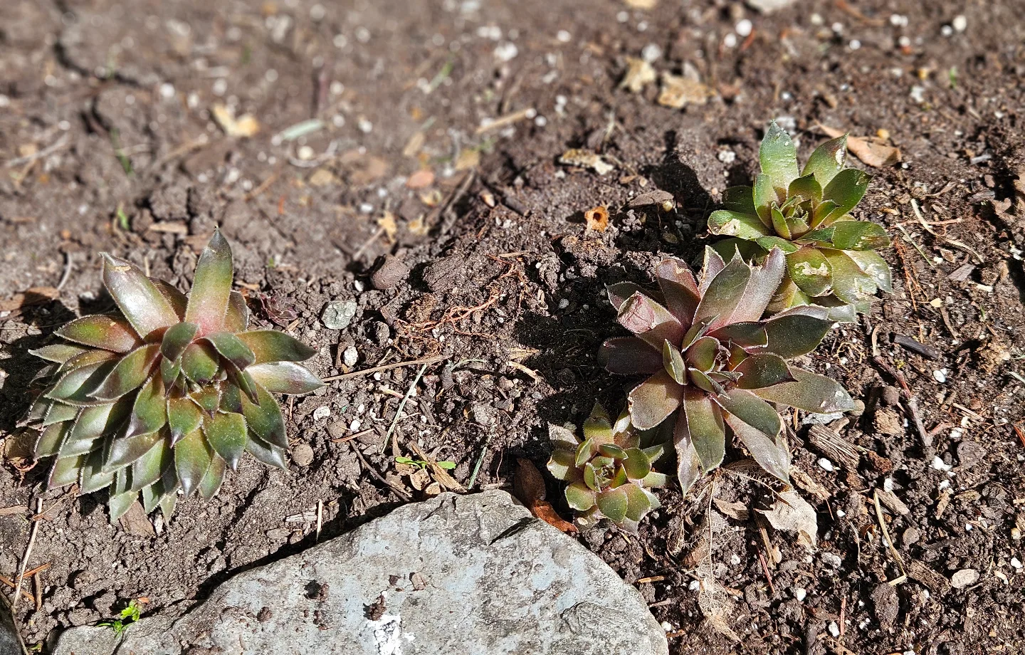 Free Succulents thumbnail