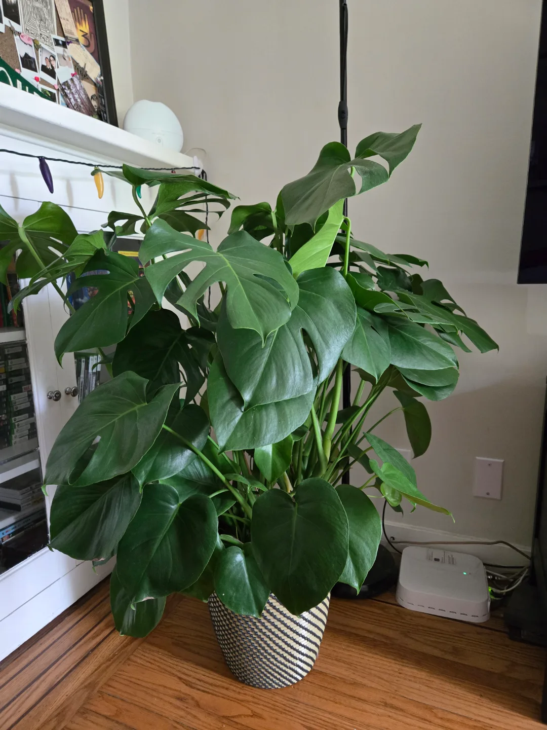 Large Monstera deliciosa plant image indicator(2)