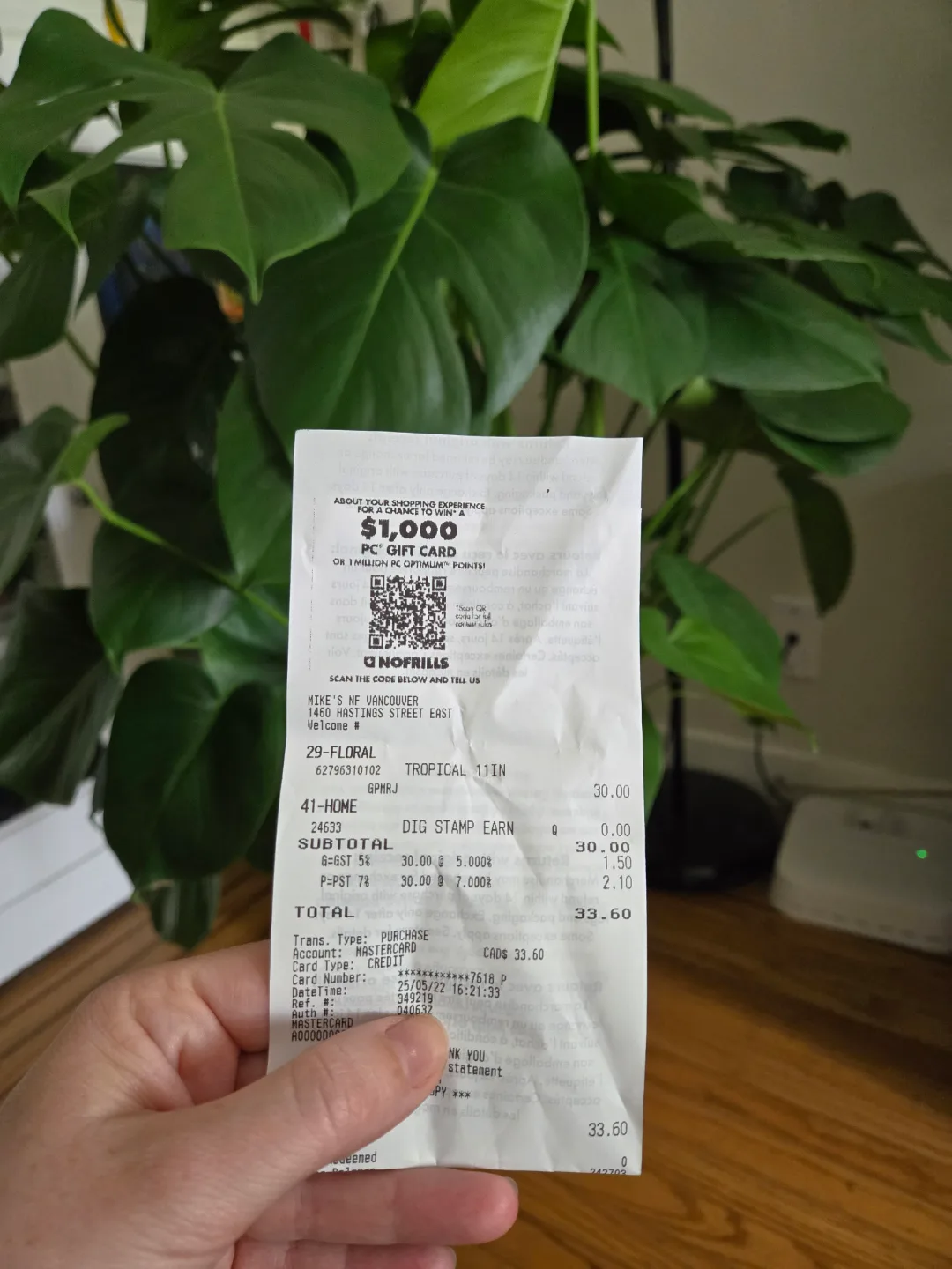 Large Monstera deliciosa plant image indicator(3)