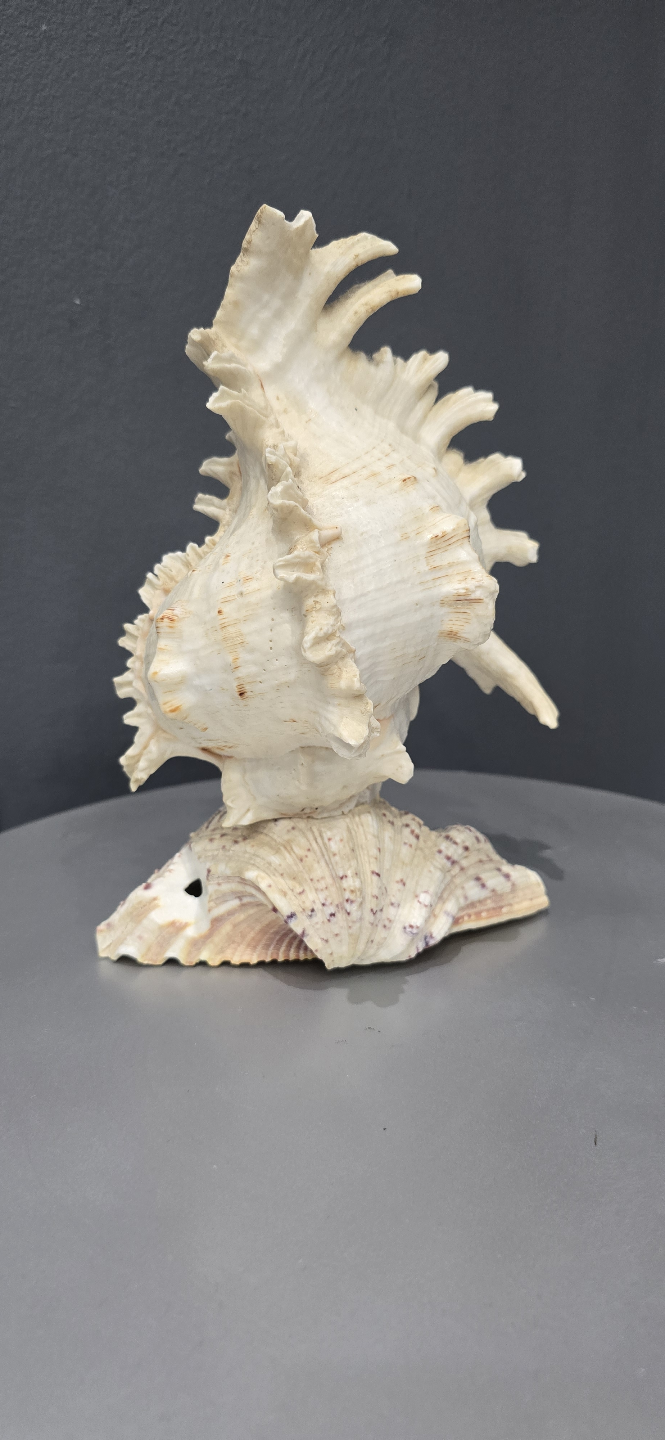 Decorative Sea Shell Decor Lamp
