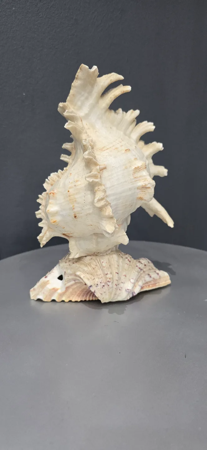 Decorative Sea Shell Decor Lamp thumbnail