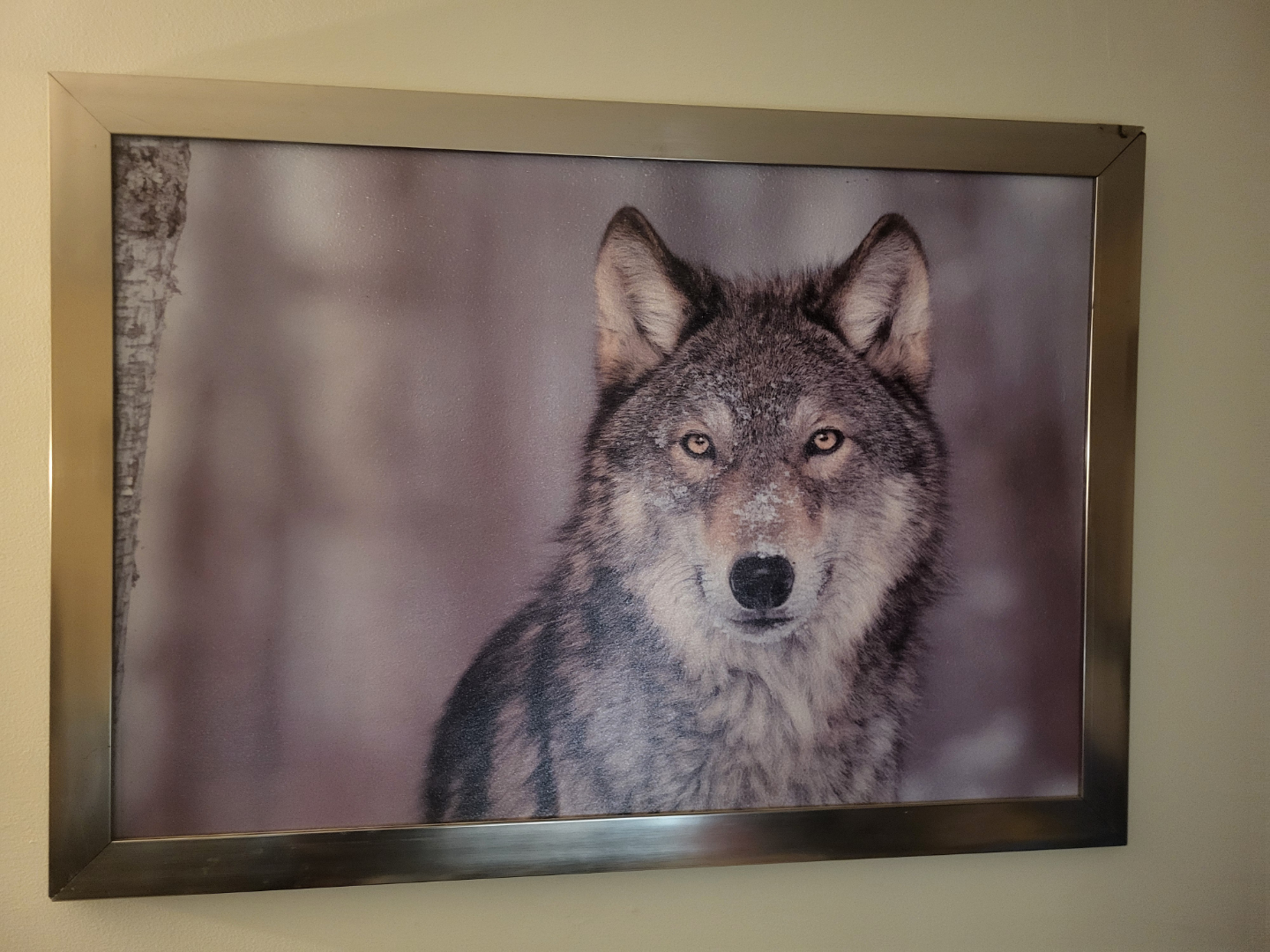 Set of 7 Wolf Prints