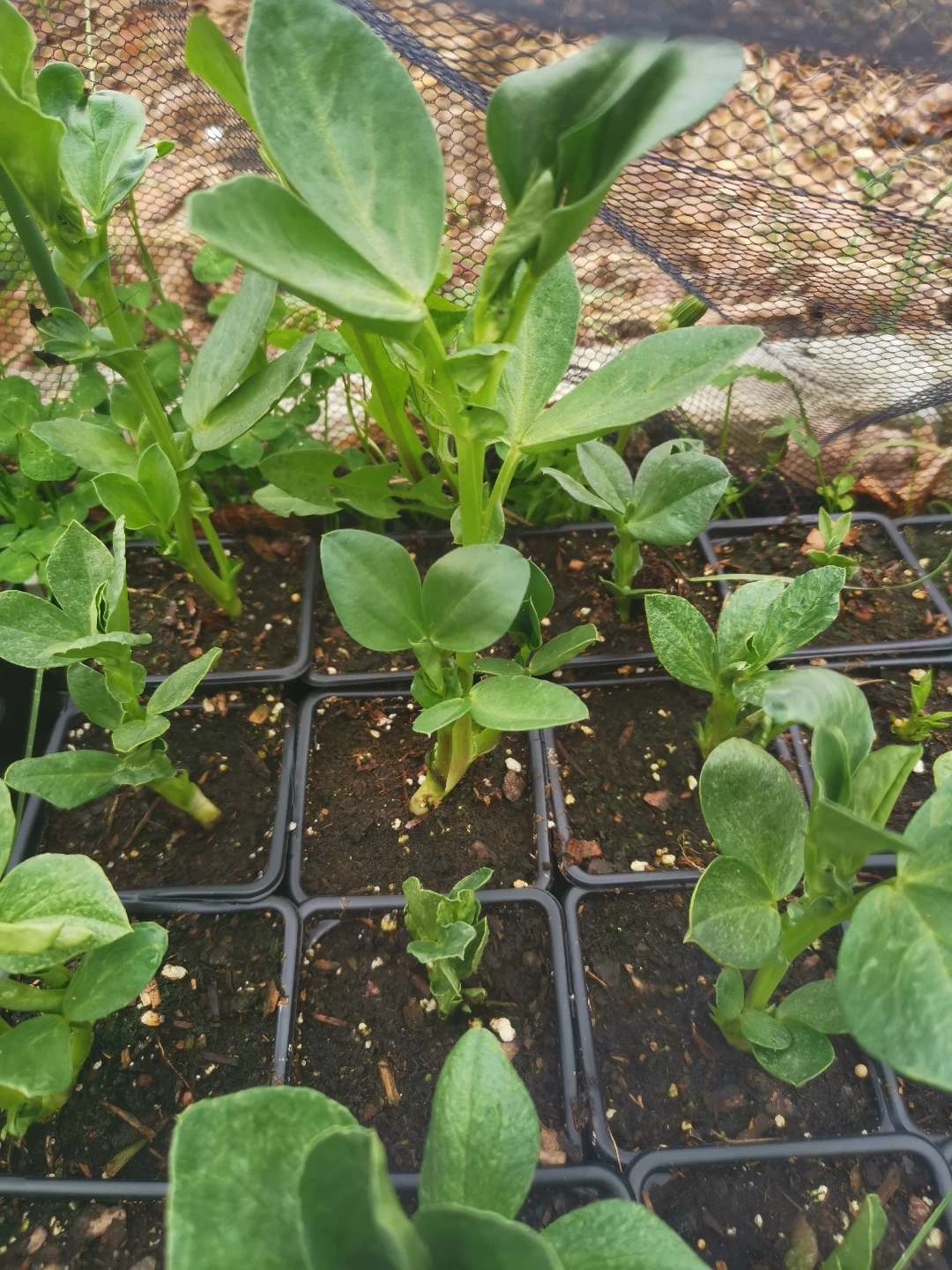 fava bean plants - photo 2