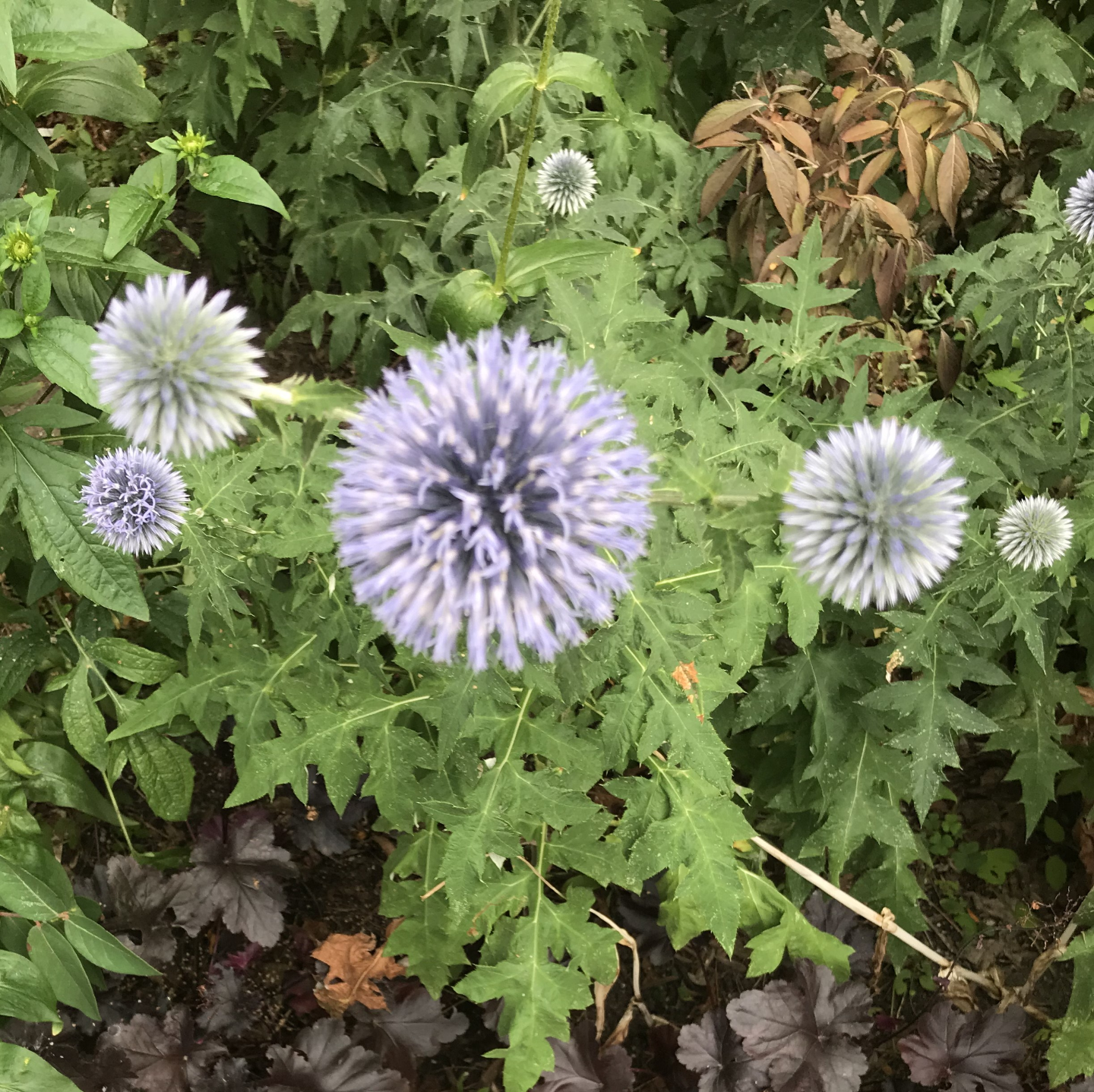 perennial flowers-globe thistle