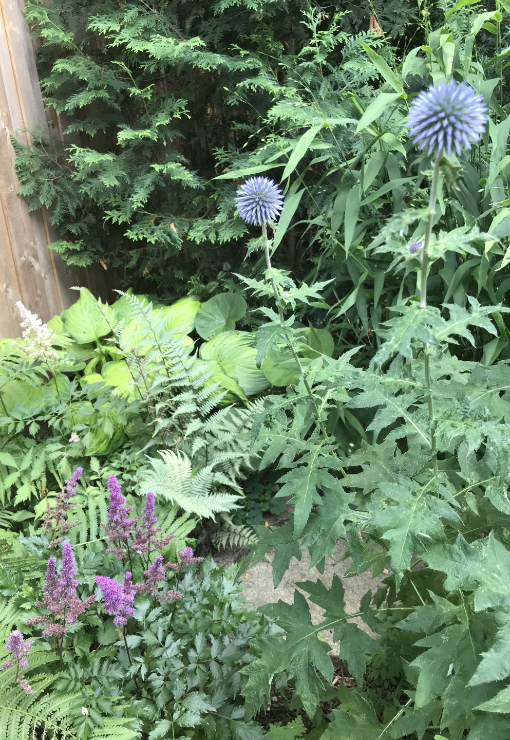 perennial flowers-globe thistle - photo 2