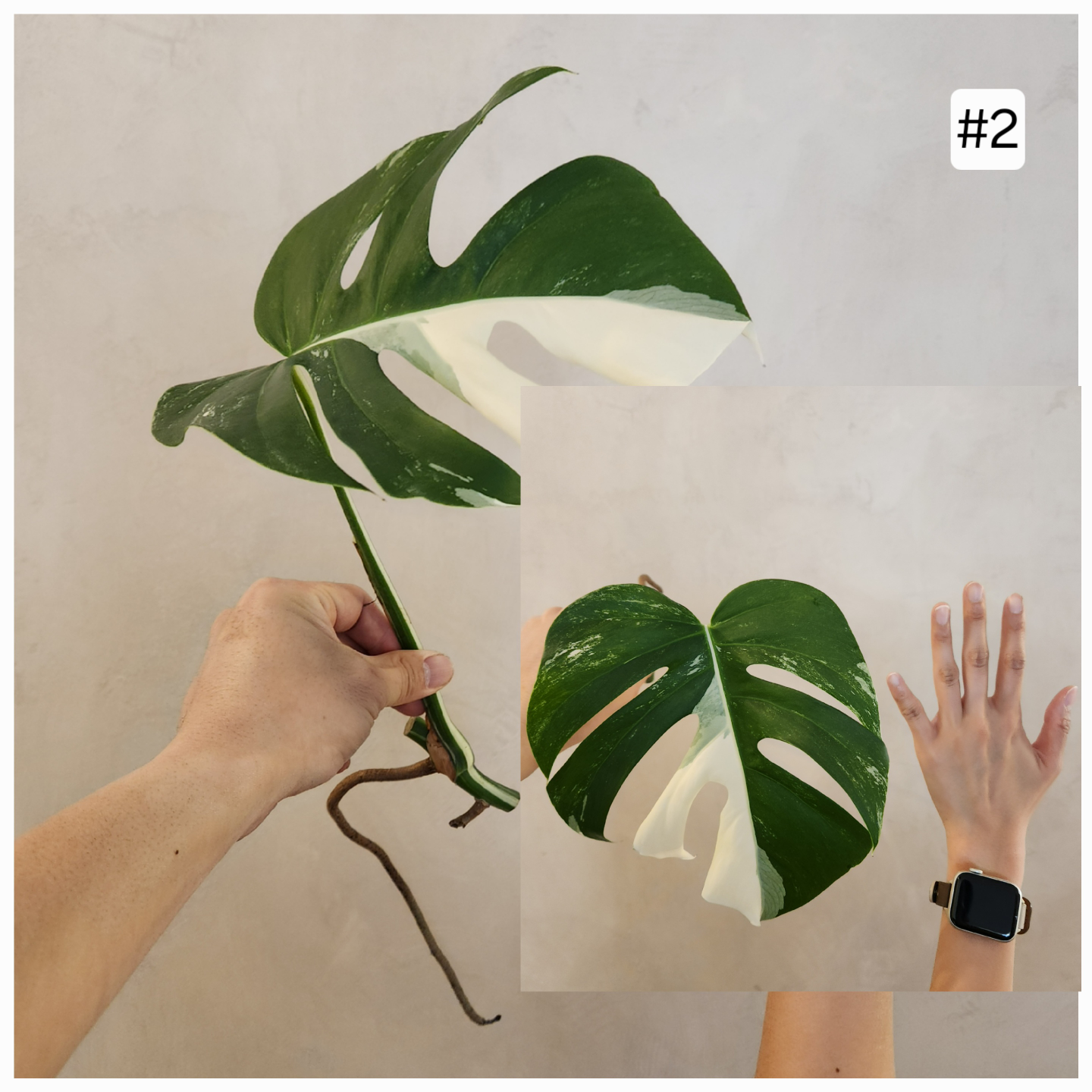 Albo Monstera 2nd Sale – Now Open! - photo 2