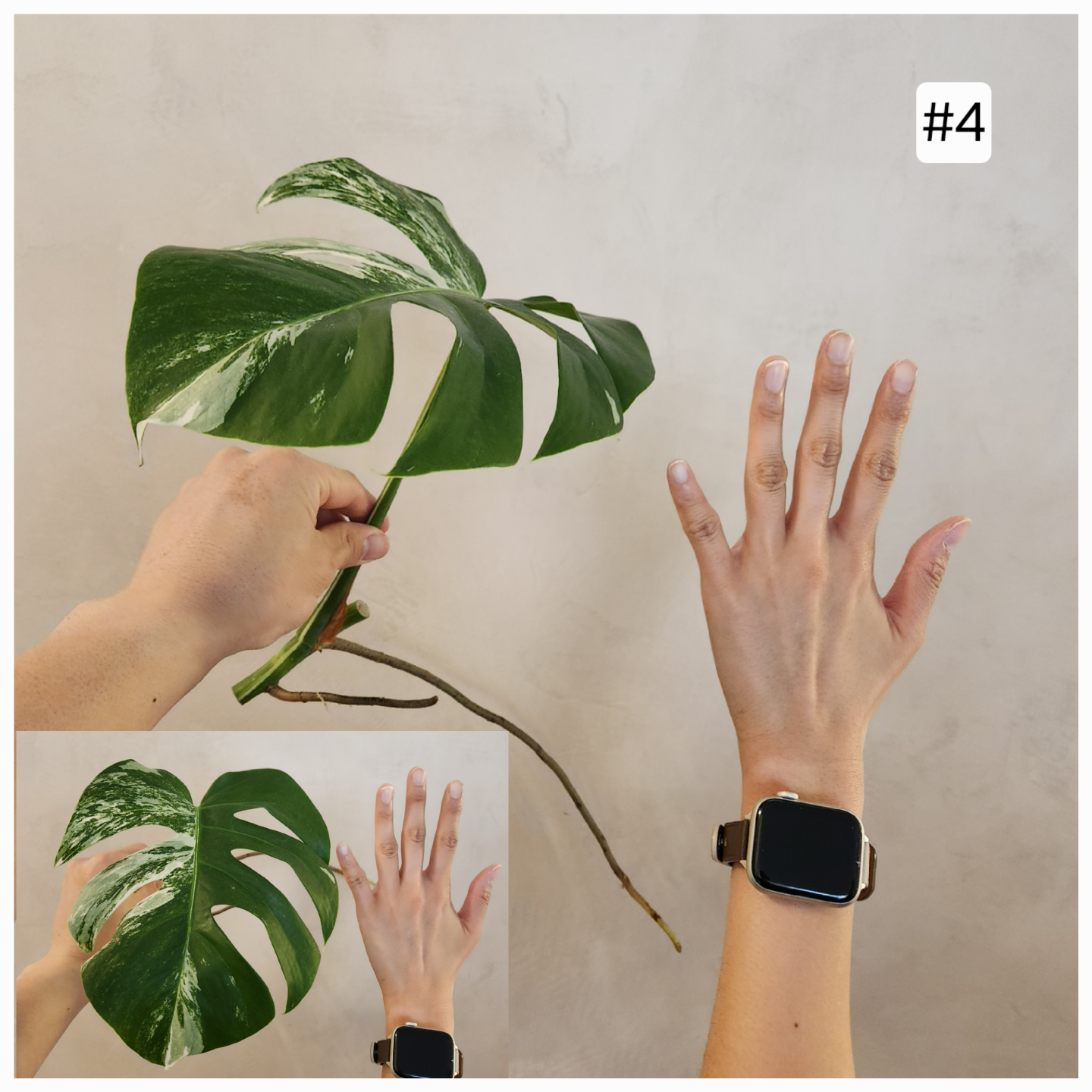 Albo Monstera 2nd Sale – Now Open! - photo 4