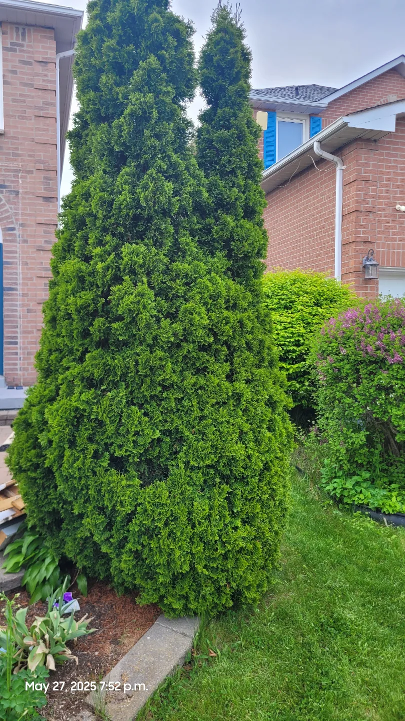 2 beautiful 12 foot Cedar Trees-150 each. image indicator(4)