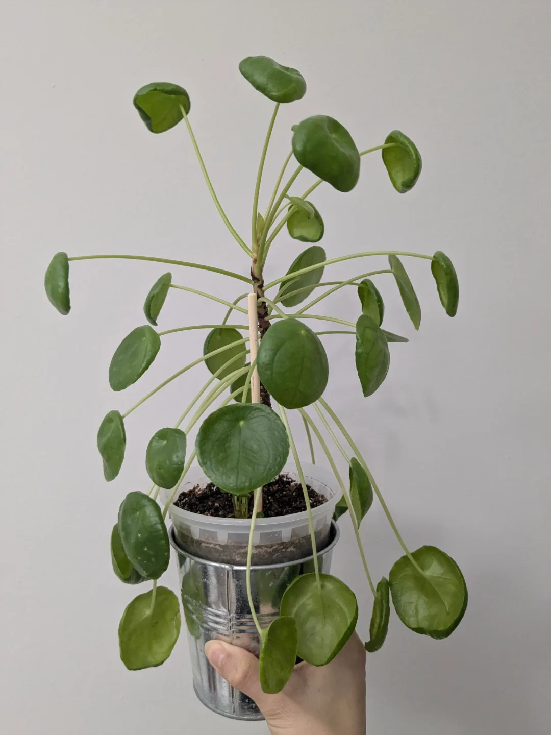 Chinese Money Plant with Multiple Babies!! thumbnail
