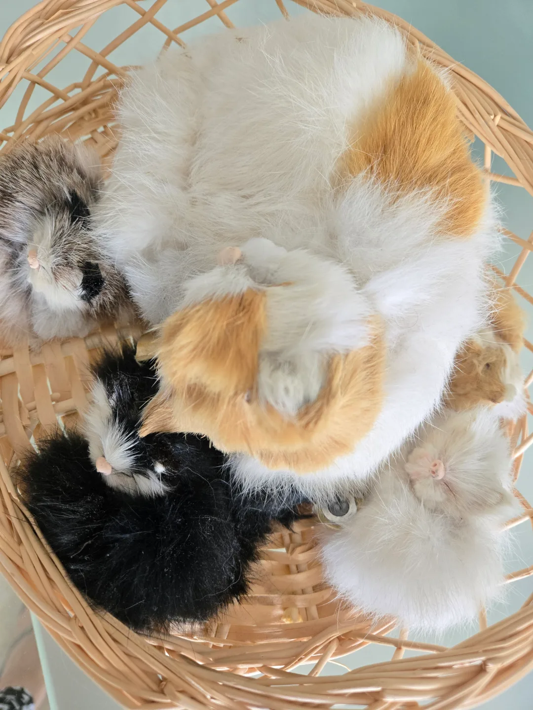 Adorable Sleeping Kittens in Basket image indicator(3)