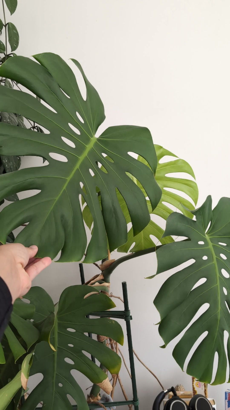 reserve Large Monstera deliciosa plant - photo 2
