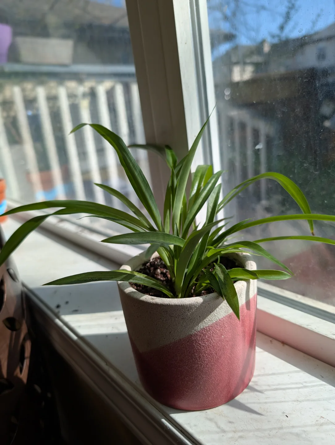Spider Plant in Pink and White Pot thumbnail