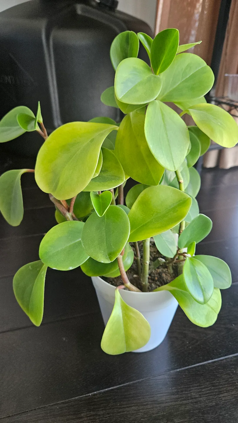 Peperomia obtusifolia 'Lime' Houseplant thumbnail