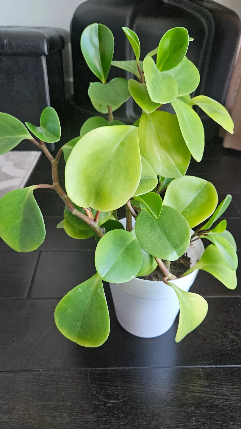 Peperomia obtusifolia 'Lime' Houseplant image indicator(2)