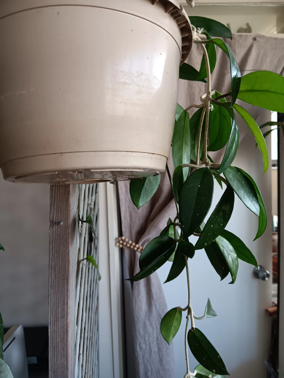 Hoya Carnosa Hanging Plant thumbnail