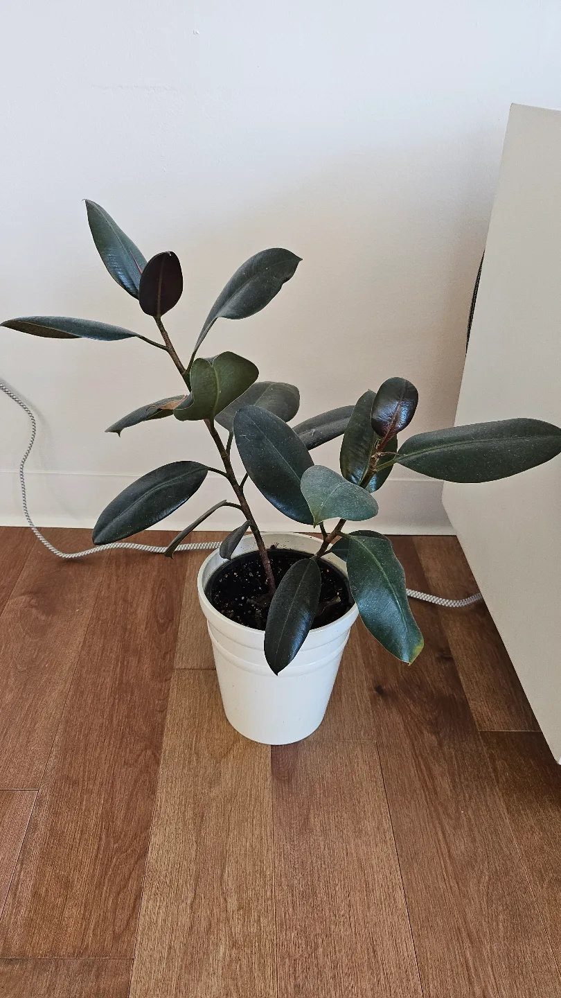 Rubber Plant in White Pot thumbnail
