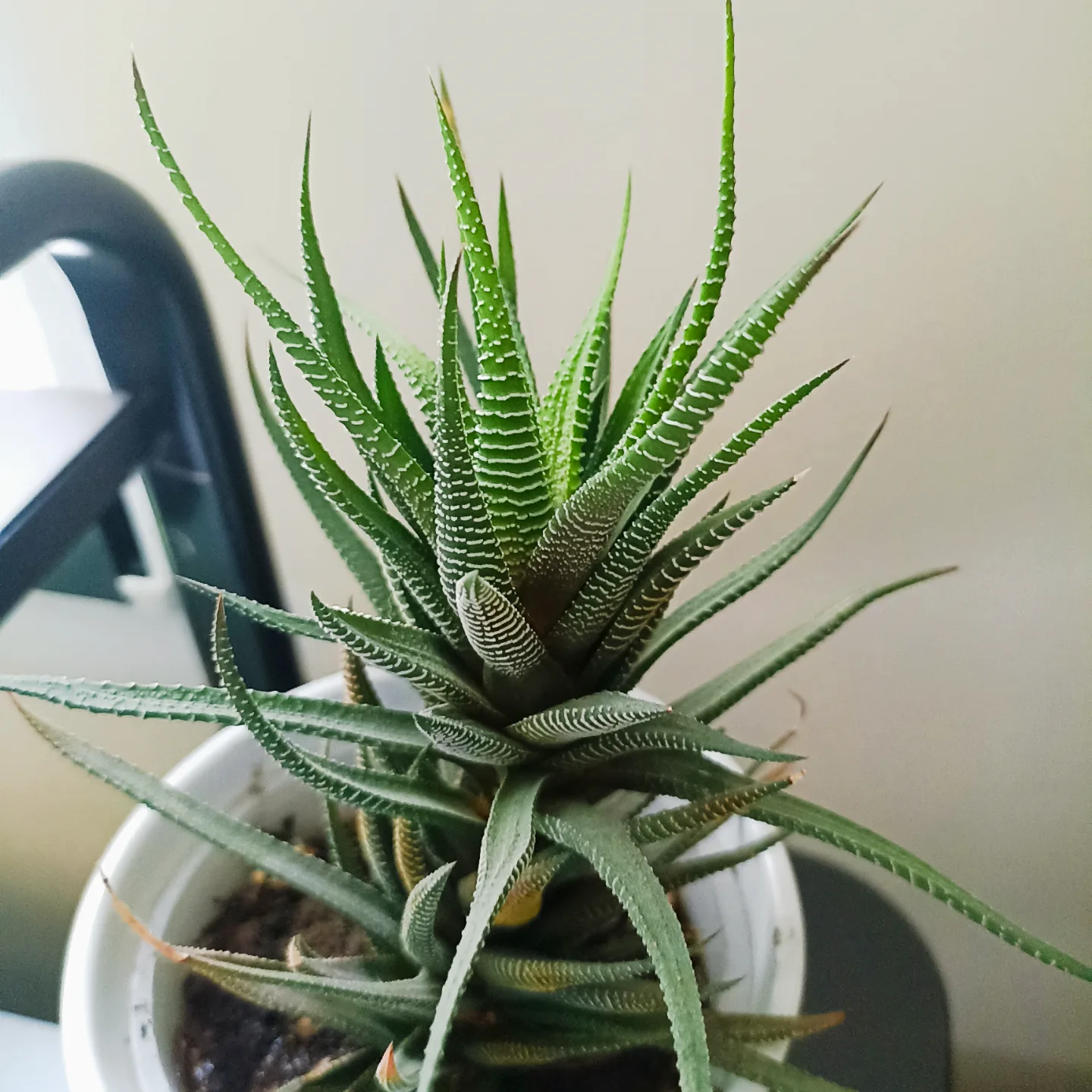 Haworthia fasciata - succulent, 2 plants thumbnail