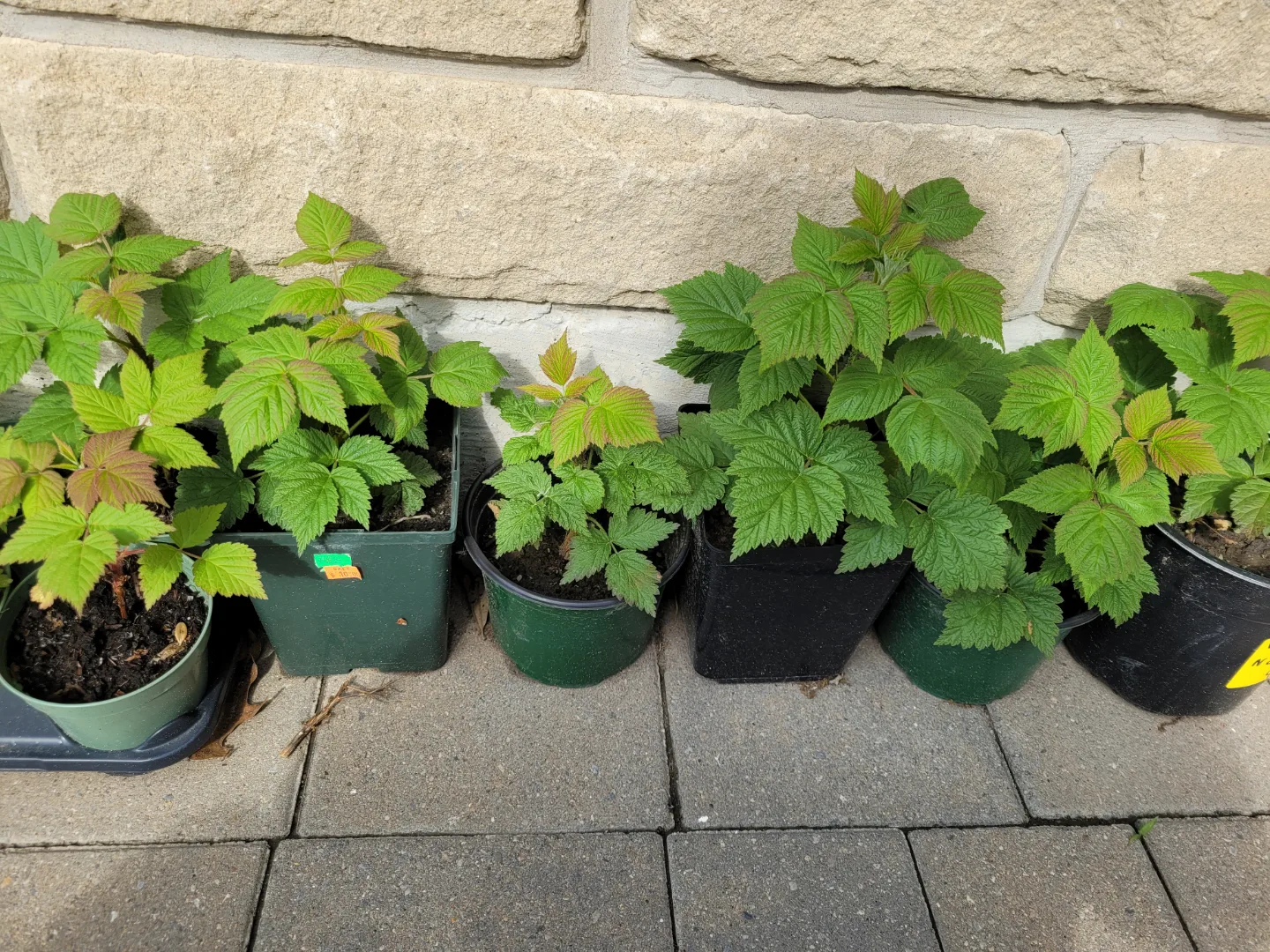 Red Raspberry rhizomes plant - bare root image indicator(4)