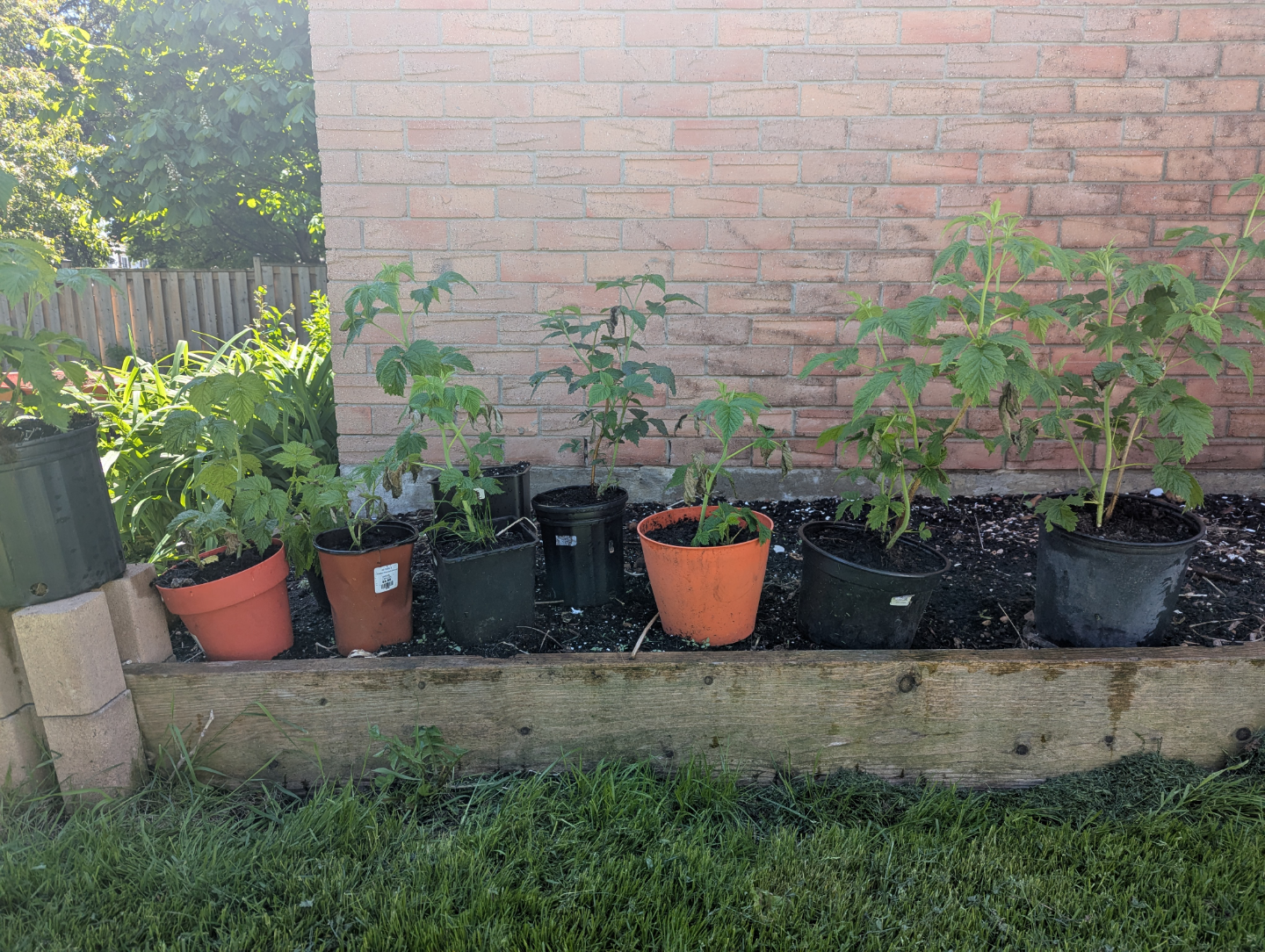 Red & Golden Raspberry plants for sale