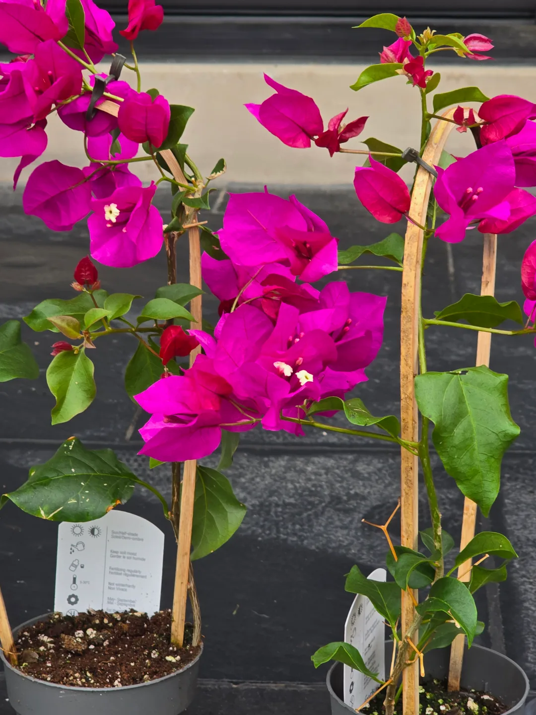Vibrant Pink Bougainvillea Plants with Bamboo Trellis image indicator(3)