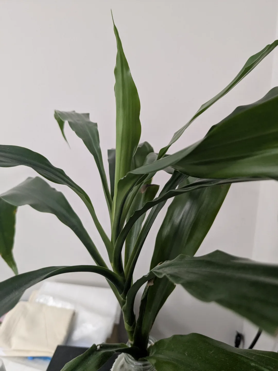 Dracaena/Corn Plant Cutting thumbnail