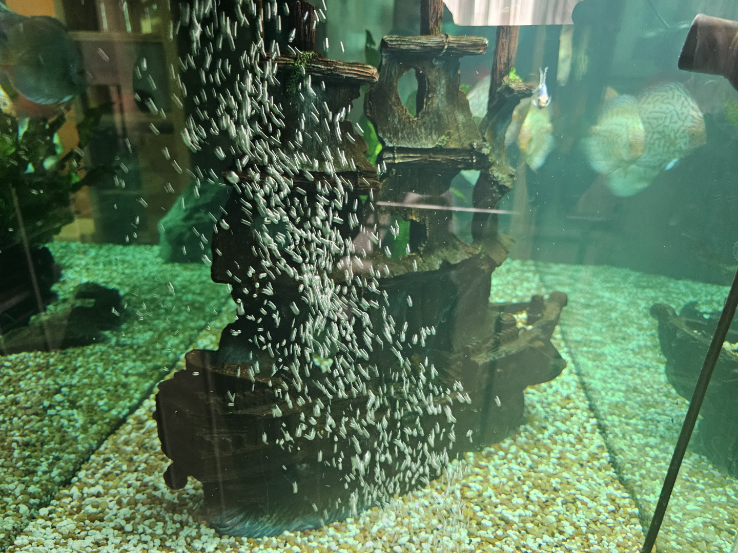 Fish Tank with Stand, Decorations, and Accessories - photo 3