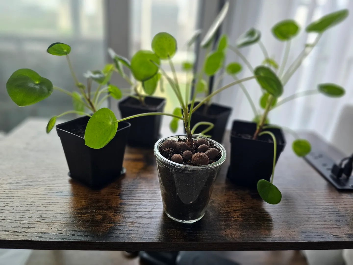 Pilea Peperomioides Propagations thumbnail