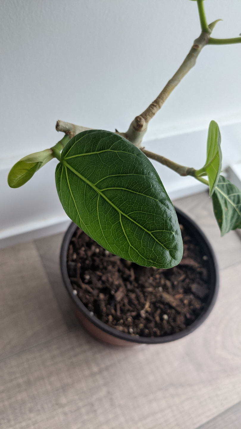 indoor houseplant: ficus audrey - photo 2