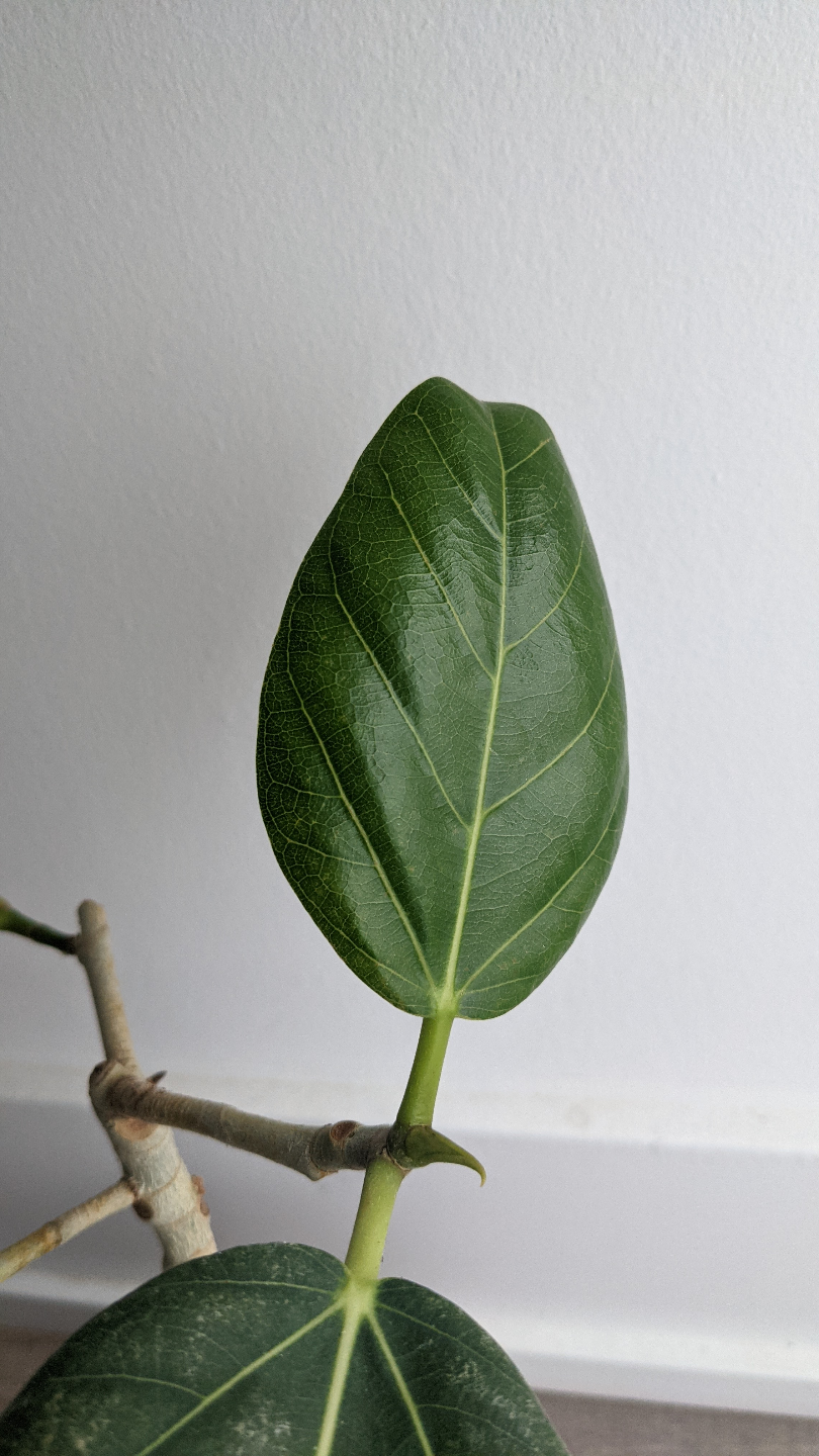 indoor houseplant: ficus audrey - photo 3