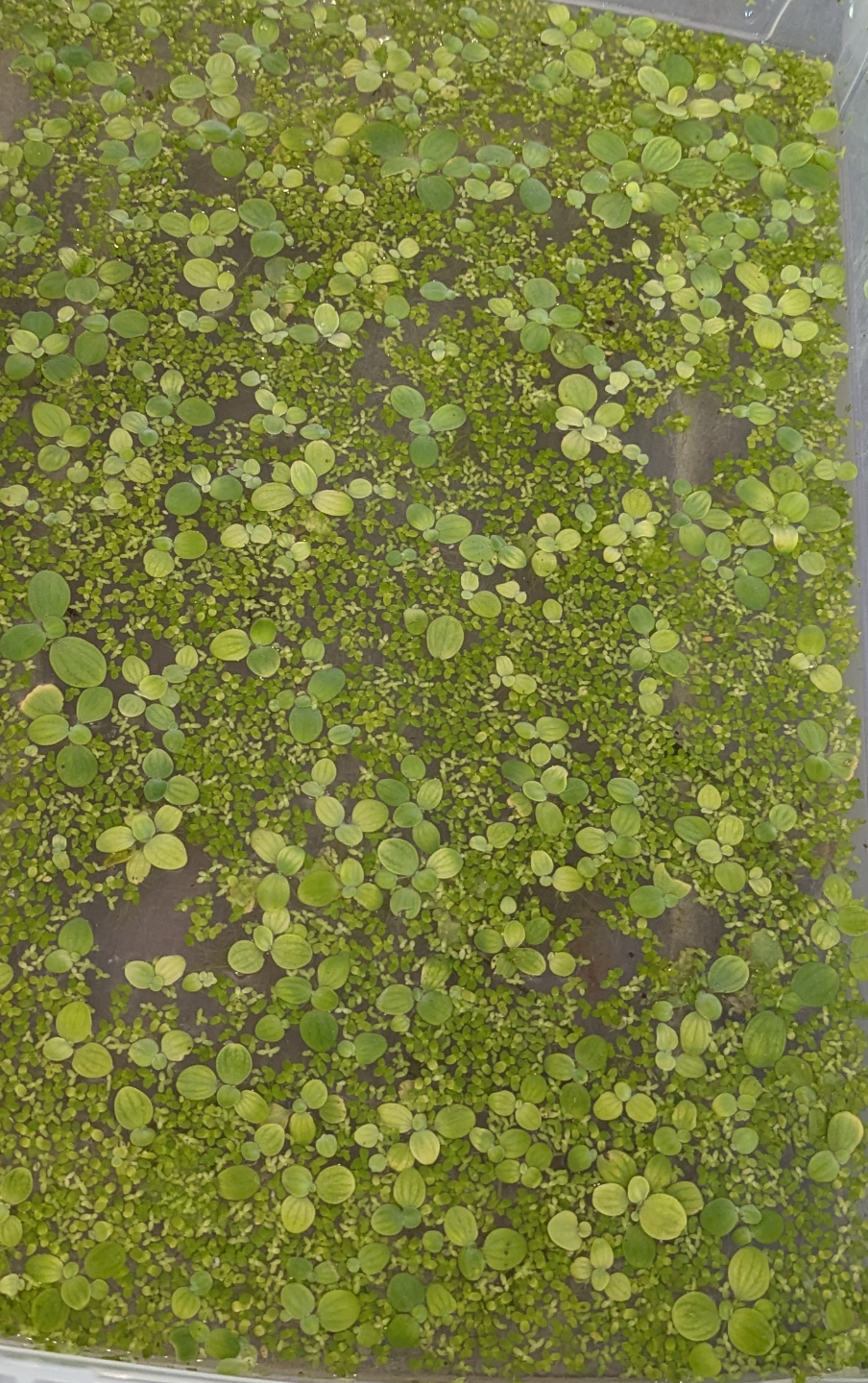 Duckweed & Water Lettuce