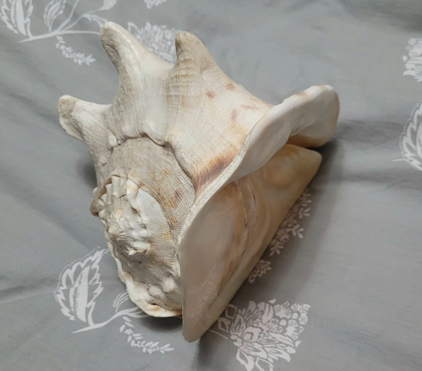 HORNED King Helmet CONCH SHELL Cassis cornuta BIG SIZE image indicator(7)