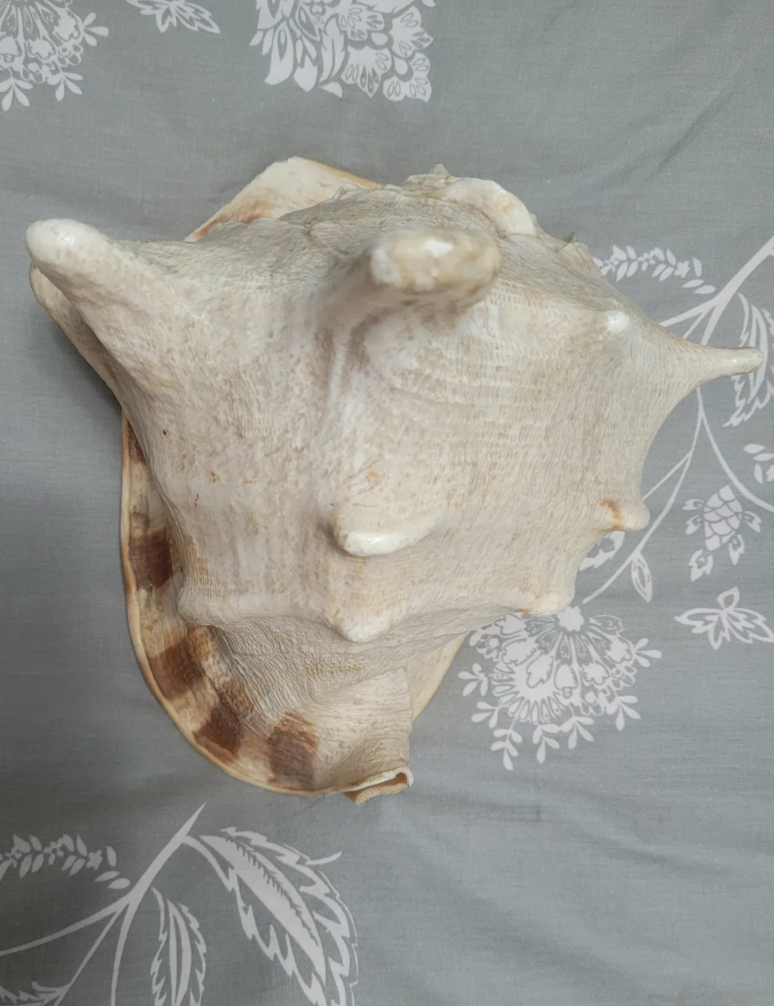 HORNED King Helmet CONCH SHELL Cassis cornuta BIG SIZE image indicator(2)