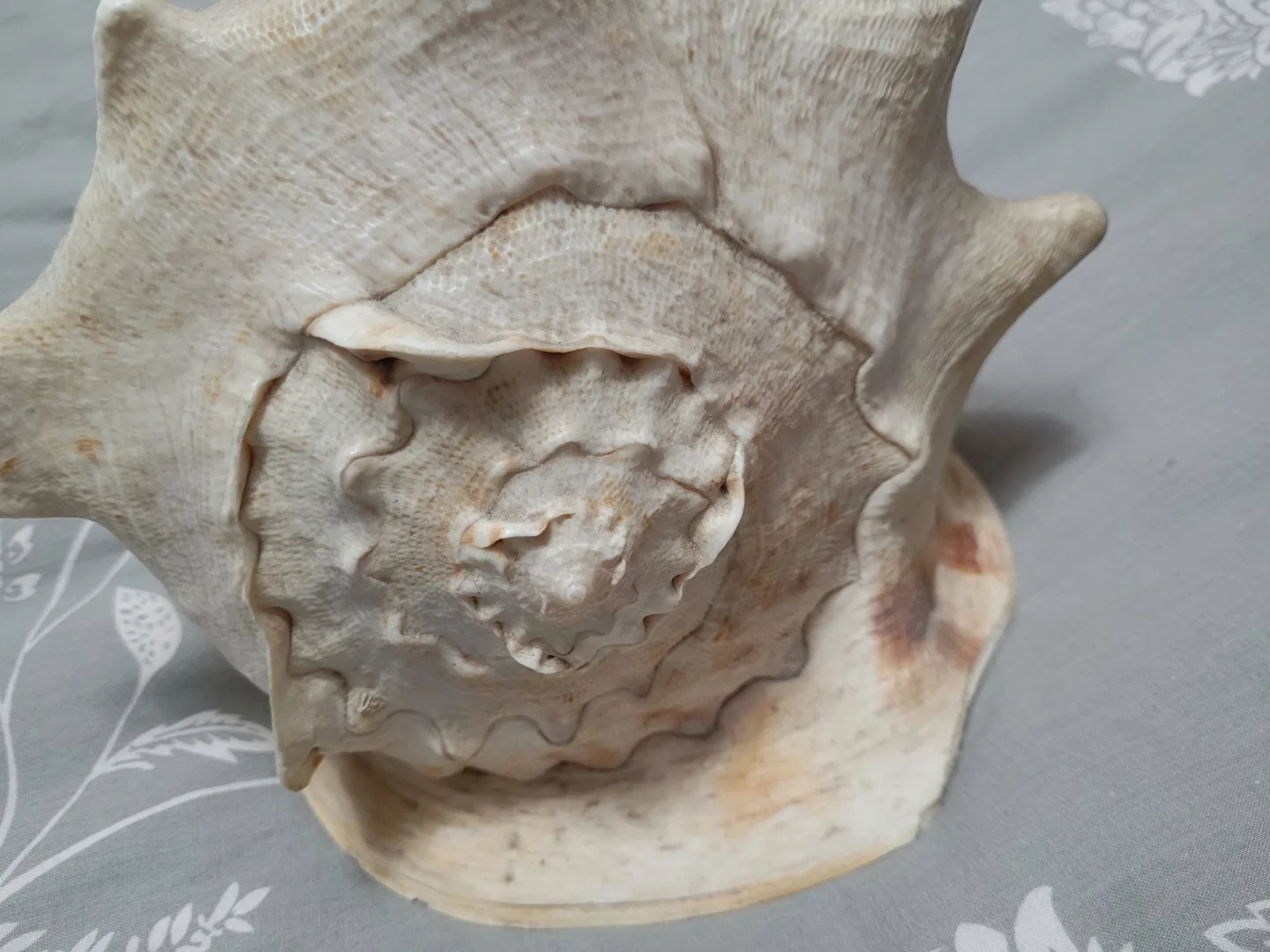 HORNED King Helmet CONCH SHELL Cassis cornuta BIG SIZE image indicator(3)