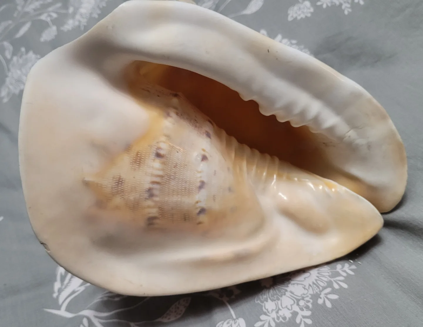 HORNED King Helmet CONCH SHELL Cassis cornuta BIG SIZE image indicator(4)