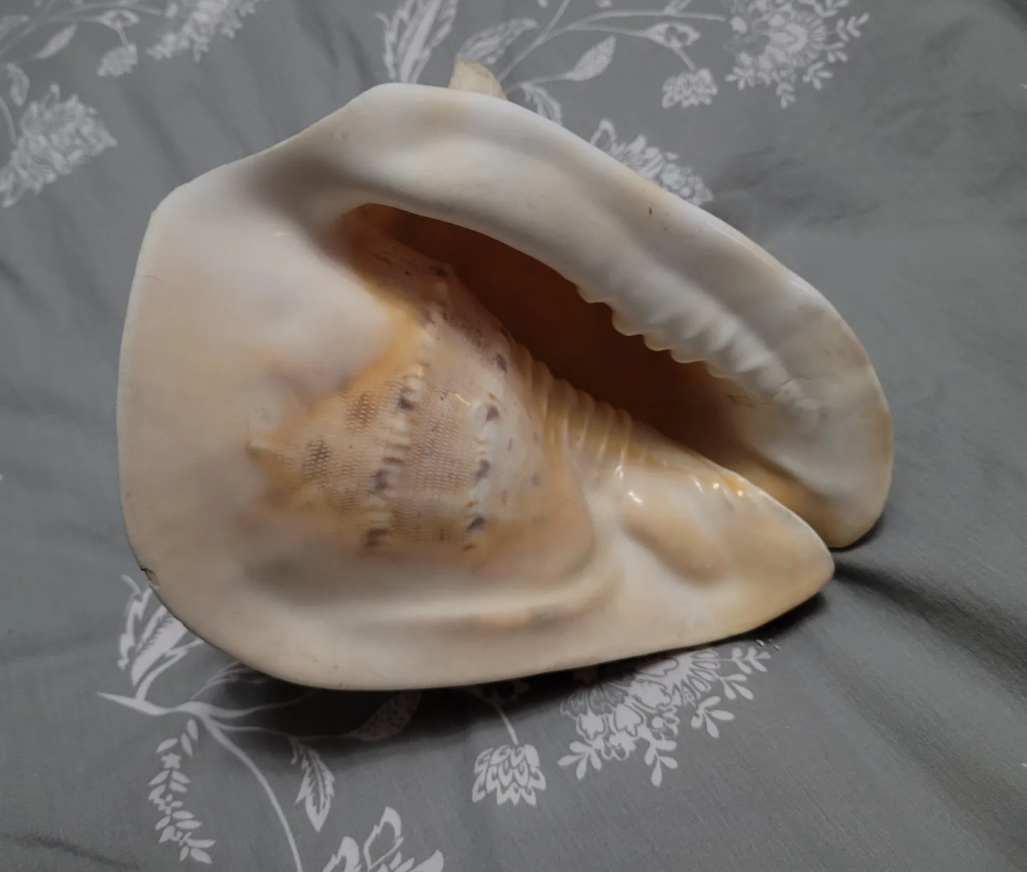 HORNED King Helmet CONCH SHELL Cassis cornuta BIG SIZE image indicator(5)