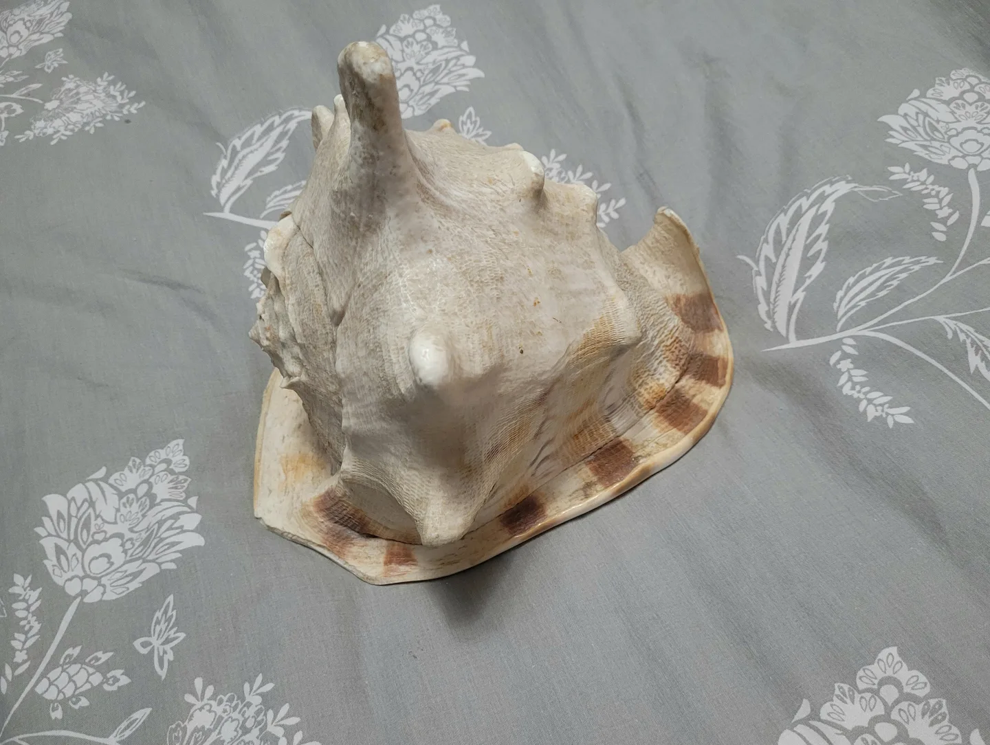 HORNED King Helmet CONCH SHELL Cassis cornuta BIG SIZE image indicator(6)