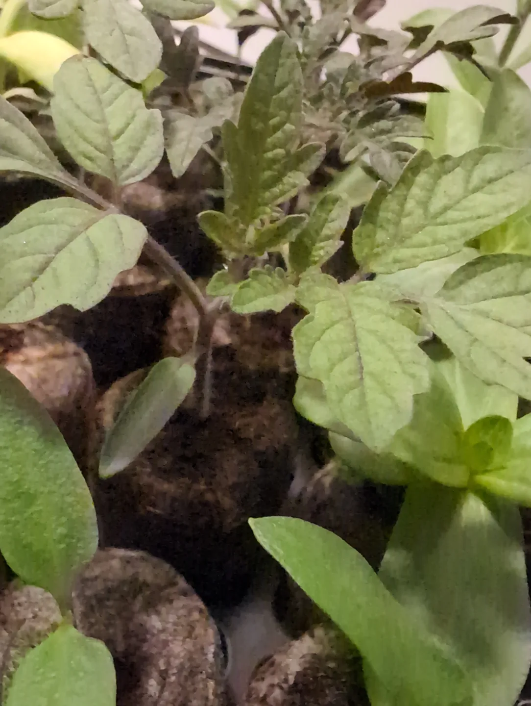 Cherry Tomato Seedlings - Ready to Transplant image indicator(2)