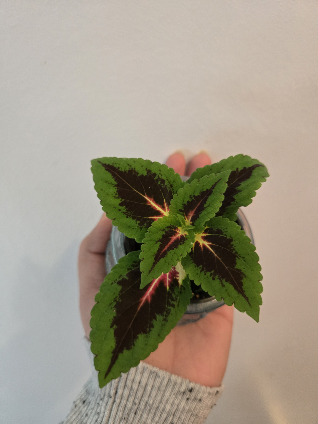 Coleus plant in decorative pot