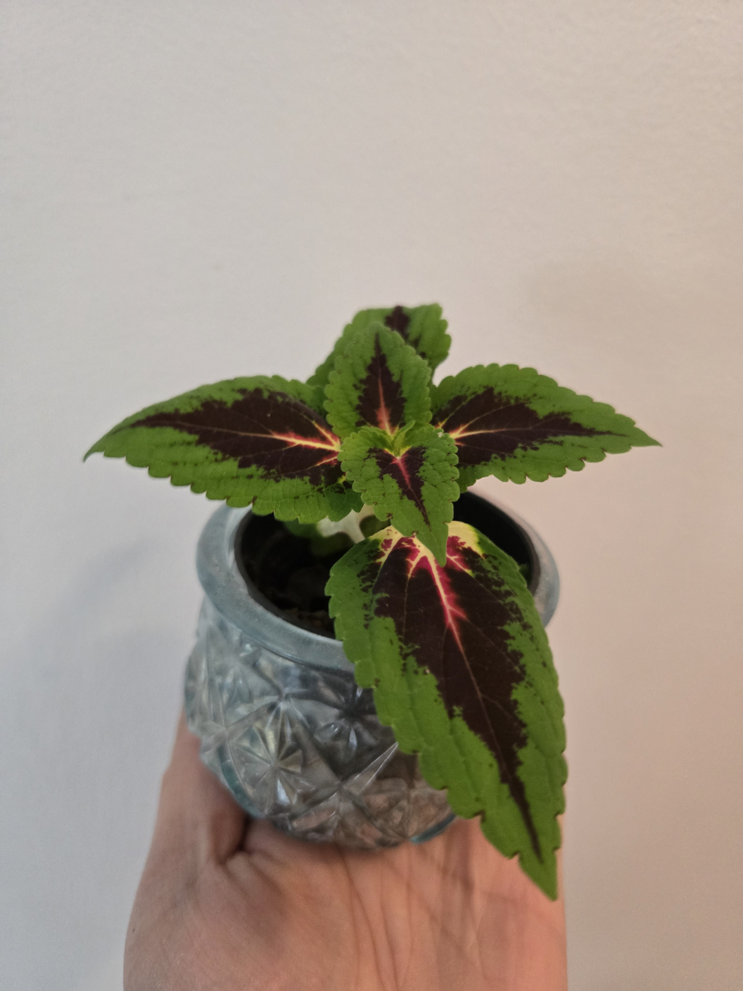 Coleus plant in decorative pot - photo 2