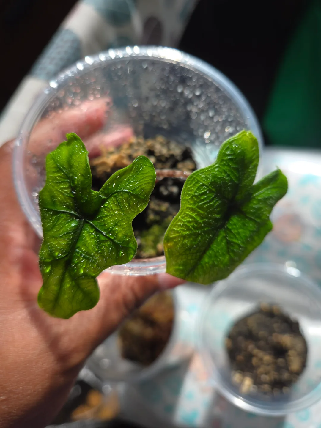 ALOCASIA JACKLYN CORM, NEW GROWTH🌱✨️💕 thumbnail