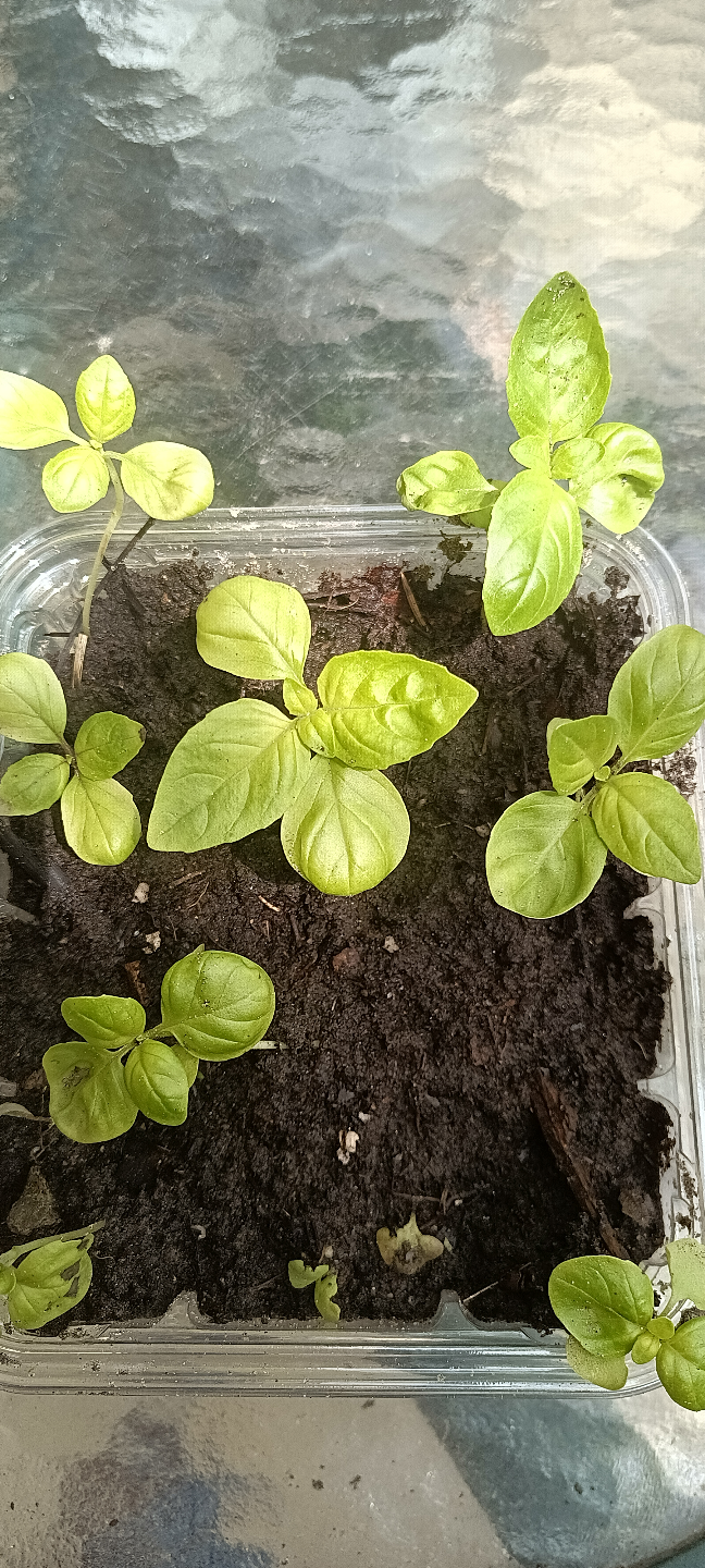 Basil Seedlings