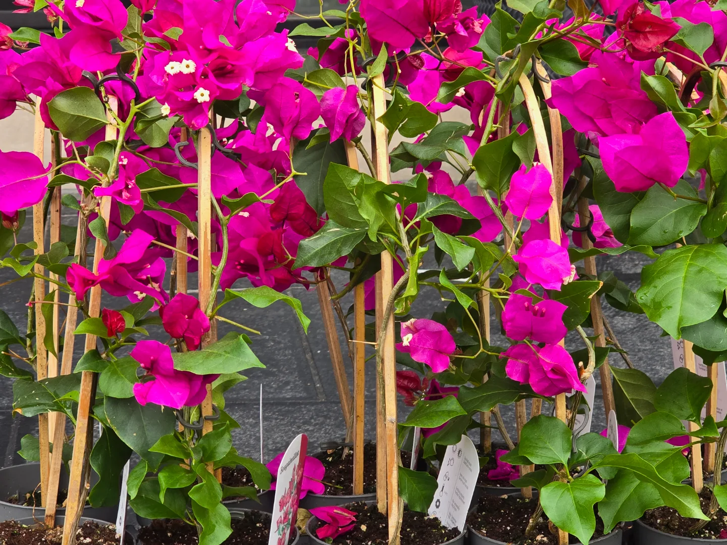 Vibrant Pink Bougainvillea Plants with Bamboo Trellis image indicator(2)