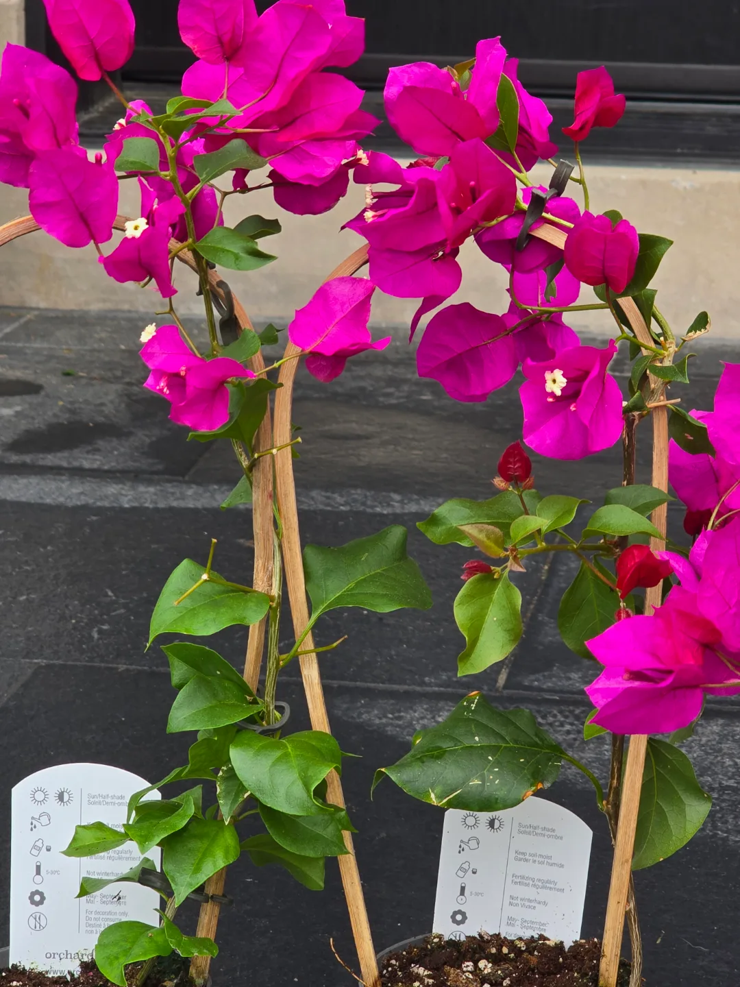 Vibrant Pink Bougainvillea Plants with Bamboo Trellis image indicator(6)