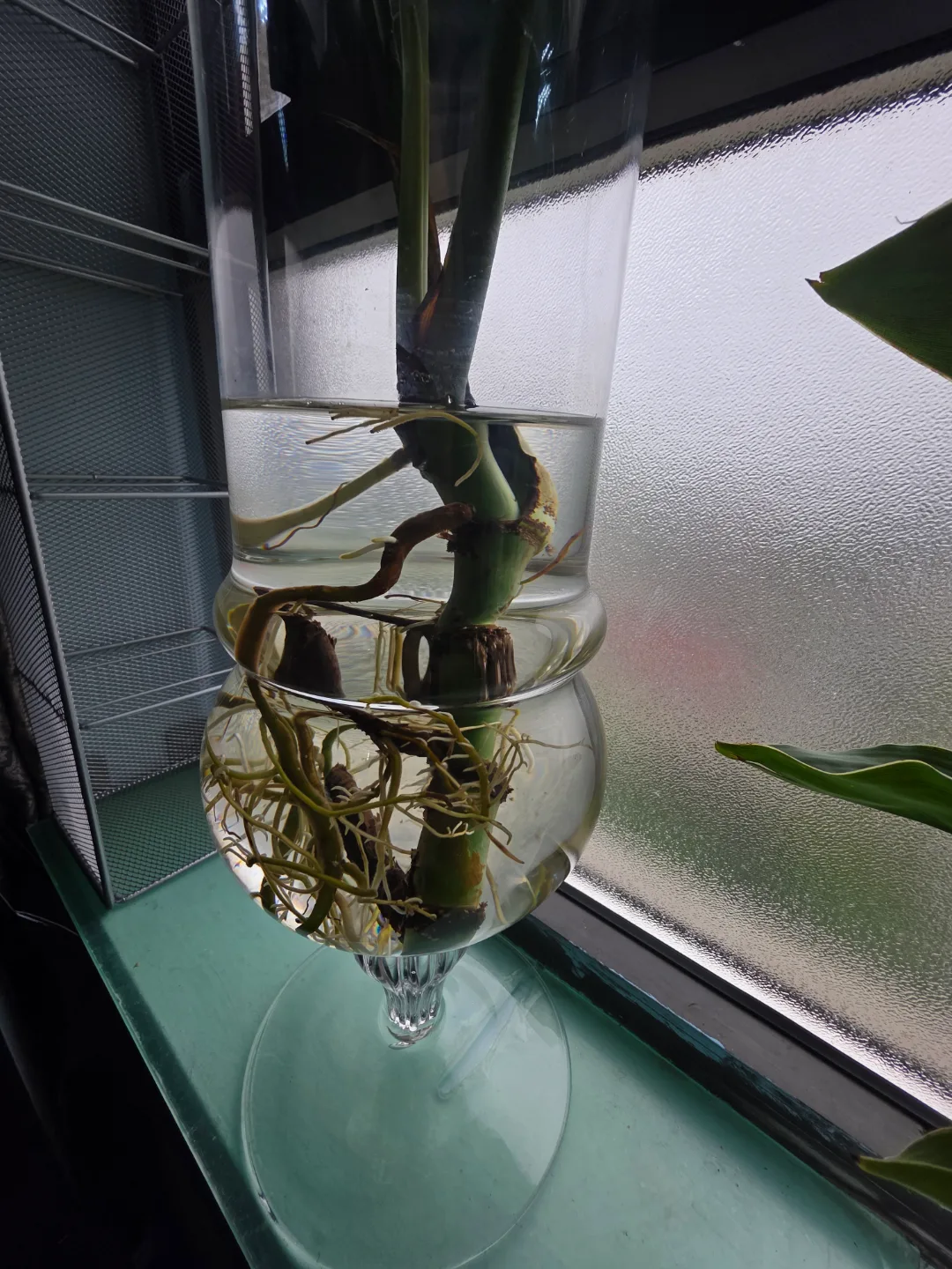 Monstera Deliciosa in Glass Vase image indicator(3)