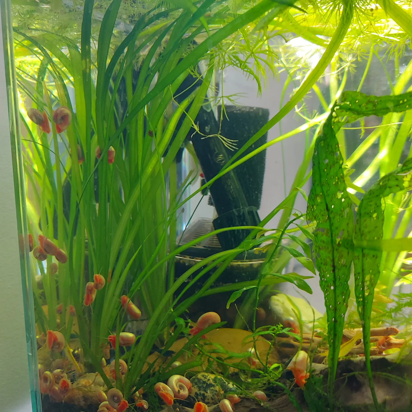 Jungle Vallisneria For Your Planted Aquarium Tank Setup image indicator(4)