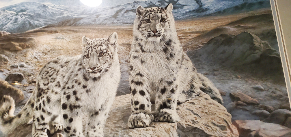 Framed Charles Fracé Snow Leopard Print - photo 5