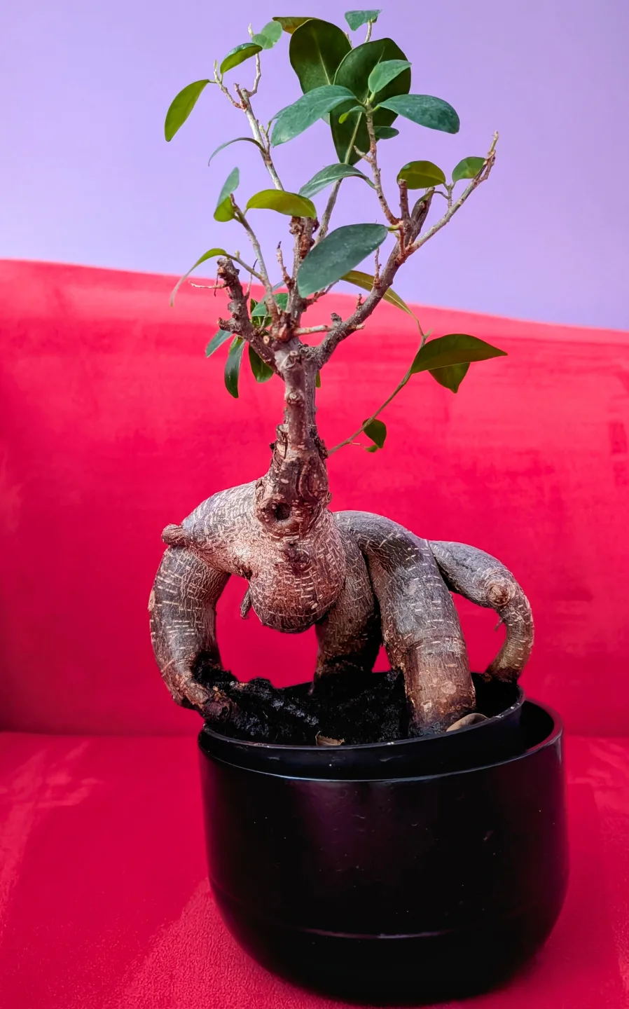 Bonsai Tree in a Pot thumbnail