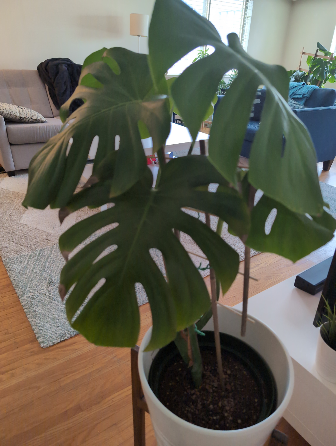 Monstera deliciosa plant in white pot. - photo 3